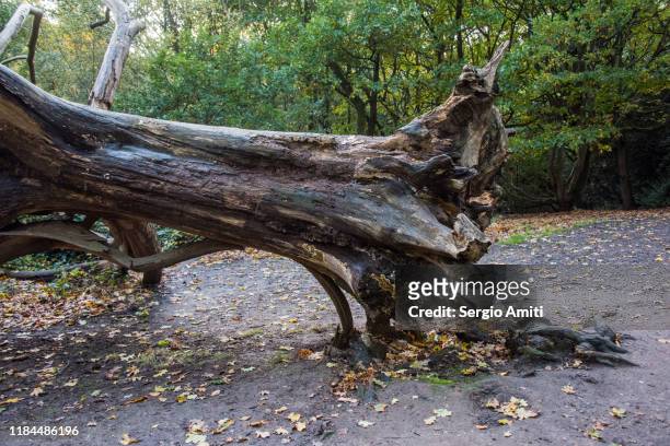 fallen tree in wood among fallen autumn leaves - hampstead london stock pictures, royalty-free photos & images