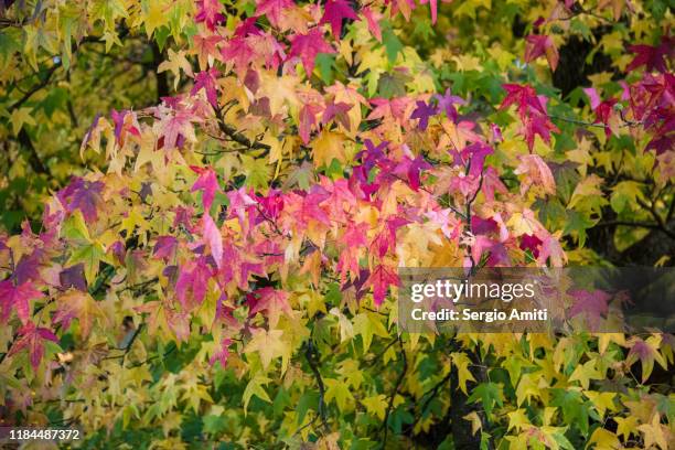 sweetgum tree with autumn leaves in hampstead heath, london - kenwood house stock pictures, royalty-free photos & images