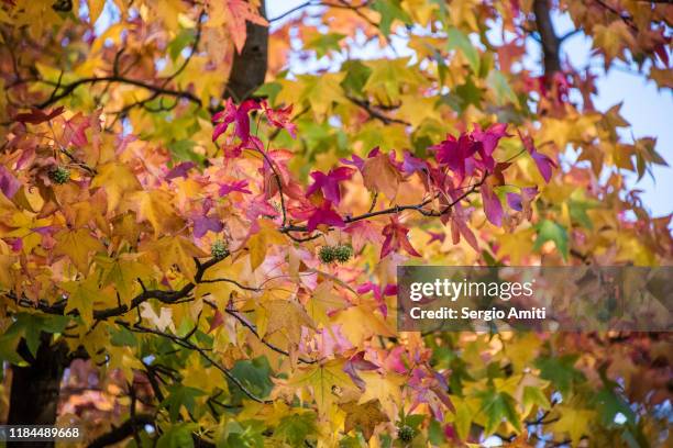 sweetgum tree autumn leaves - kenwood house - fotografias e filmes do acervo