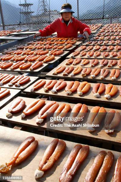 Workers dry salting mullet roes to make 'Karasumi' on October 30, 2019 in Owase, Mie, Japan.