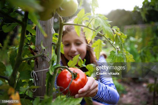 organic tomatoes - tomato greenhouse stock pictures, royalty-free photos & images