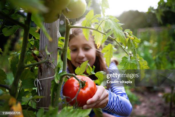 ekologiska tomater - plucking bildbanksfoton och bilder