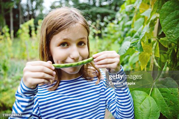 organic green beans - bean stock pictures, royalty-free photos & images