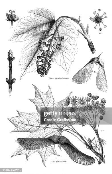 stockillustraties, clipart, cartoons en iconen met noorwegen en sycamore maple illustratie 1896 - norway maple