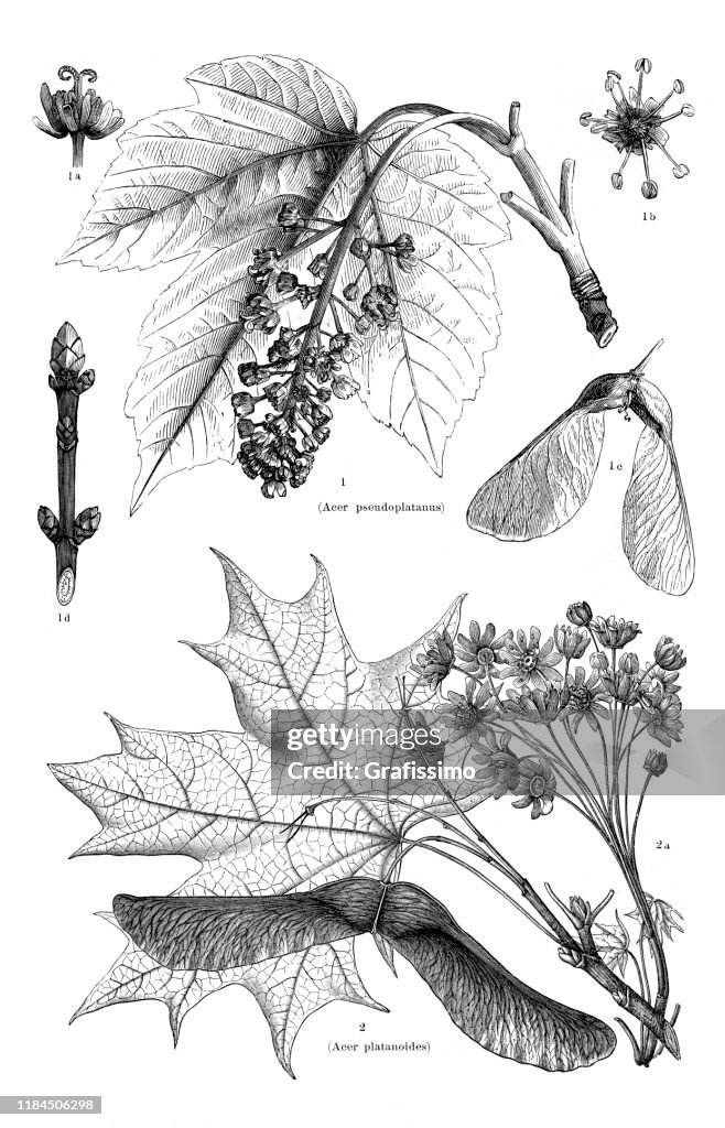 Norway and sycamore maple illustration 1896