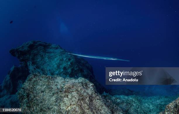 Longspine snipefish is seen in Mediterranean in Kas district of Antalya, Turkey on November 24, 2019.