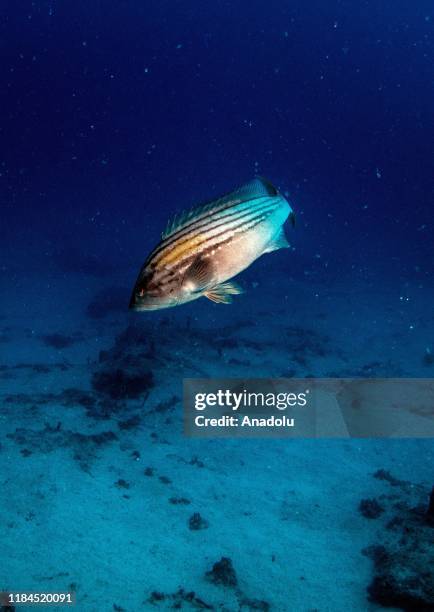 White grouper is seen in Mediterranean in Kas district of Antalya, Turkey on November 24, 2019.