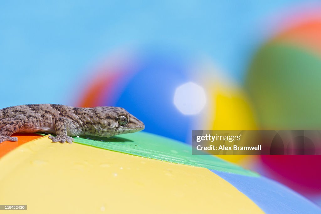 Summer Gecko