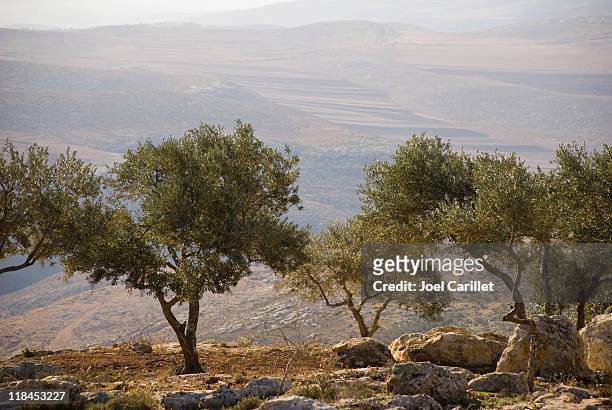 landscape with olive trees in palestine - palestina bildbanksfoton och bilder