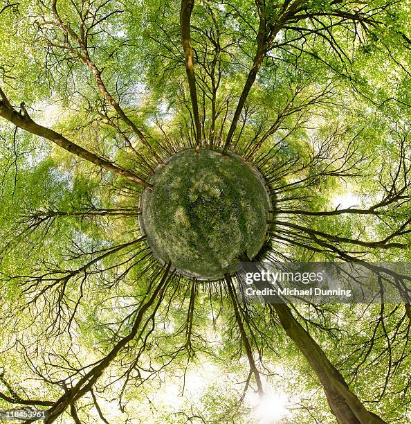 Inverted Tree Photos and Premium High Res Pictures - Getty Images