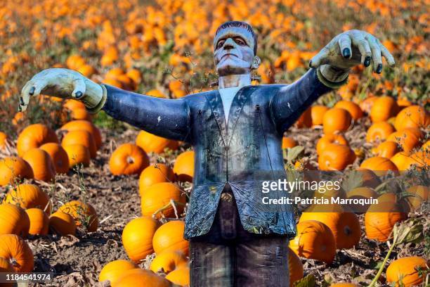frankenstein monster in a pumpkin patch - frankenstein stock-fotos und bilder