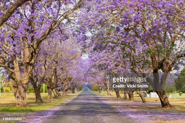 beautiful purple jacaranda tree lined street - nsw landscape photos et images de collection