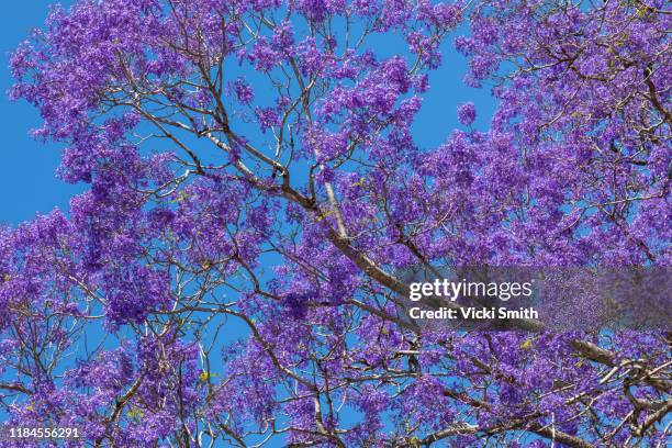 beautiful purple jacaranda trees in full bloom - jacaranda tree stock pictures, royalty-free photos & images