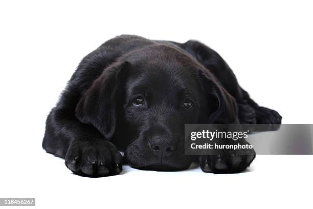 black lab puppy - puppy eyes stock pictures, royalty-free photos & images