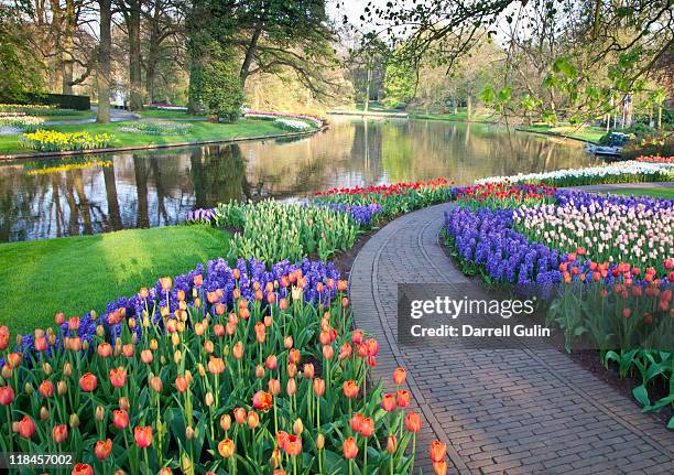 sprigtime keukenhof gardens tulips and hyacinths - botanical garden stockfoto's en -beelden