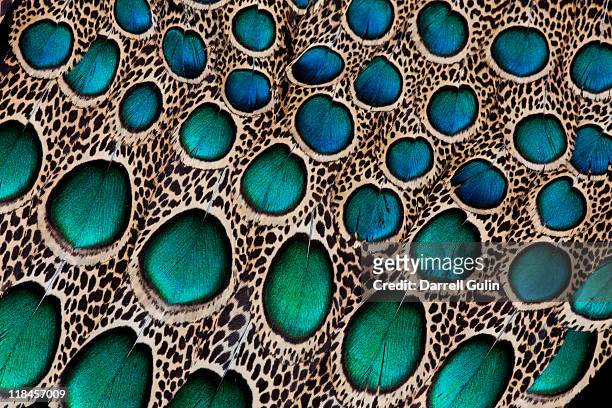 maylay peacock feather design wing feathers - animal print stock pictures, royalty-free photos & images
