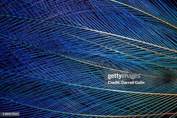 blue bird of paradise feather design - dark blue stock-fotos und bilder