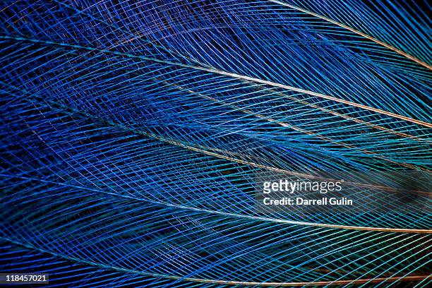 blue bird of paradise feather design - navy - fotografias e filmes do acervo