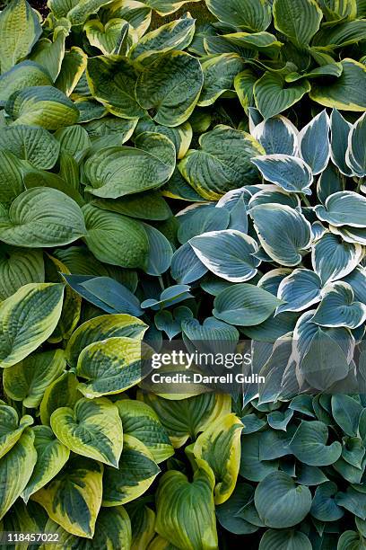 hosta plants grouping in springtime - hosta stock pictures, royalty-free photos & images