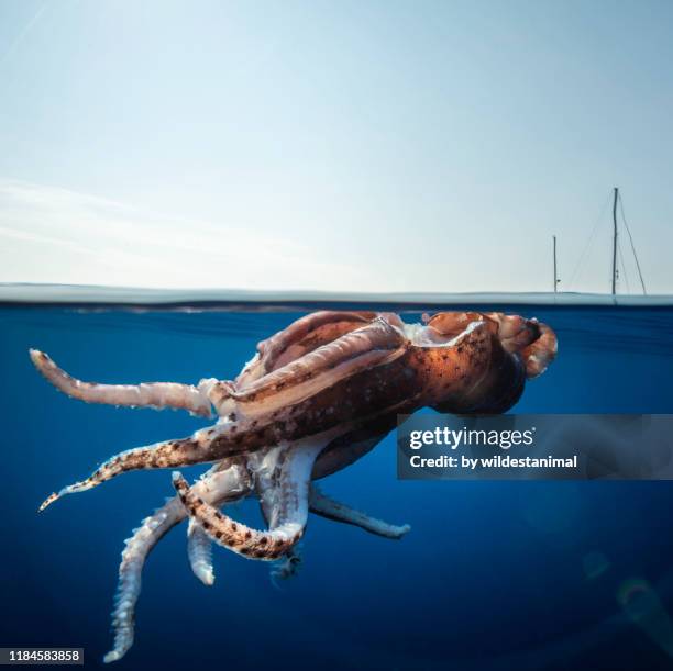 split level view of an injured giant squid floating at the surface with a research yacht in the background, ligurian sea, mediterranean, italy. - kalamar stock-fotos und bilder