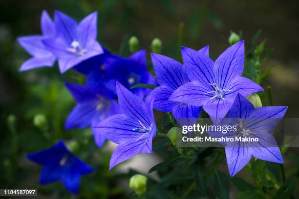 733 Chinese Bellflower Stock Photos, High-Res Pictures, and Images