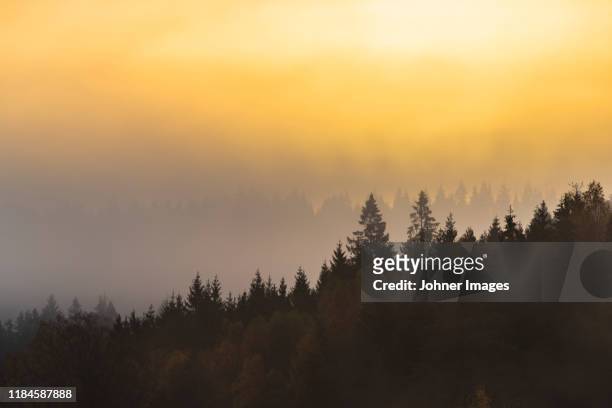 forest at sunrise - västra götaland county stock-fotos und bilder