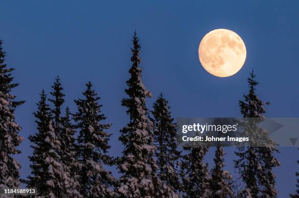 full moon above trees - luna llena fotografías e imágenes de stock
