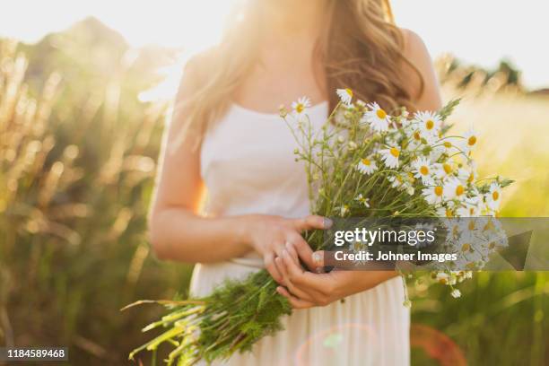 woman holding white flowers - oxeye daisy stock pictures, royalty-free photos & images