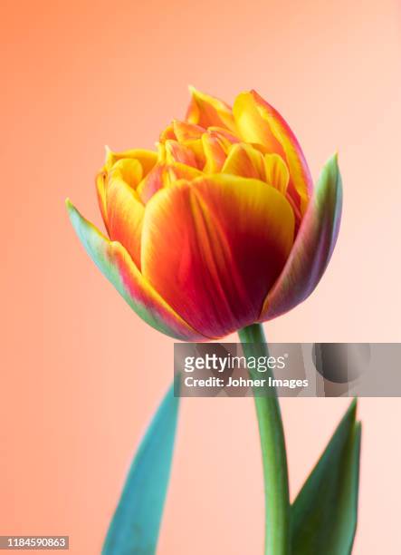 tulip - tulp stockfoto's en -beelden