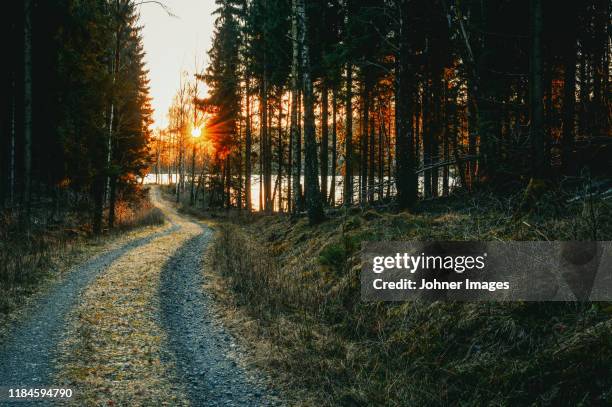 dirt road in forest - forest scandinavia stock-fotos und bilder