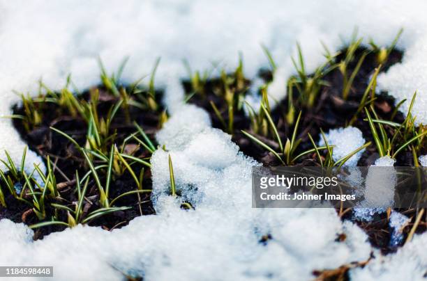 spring plants - snow on grass stock pictures, royalty-free photos & images