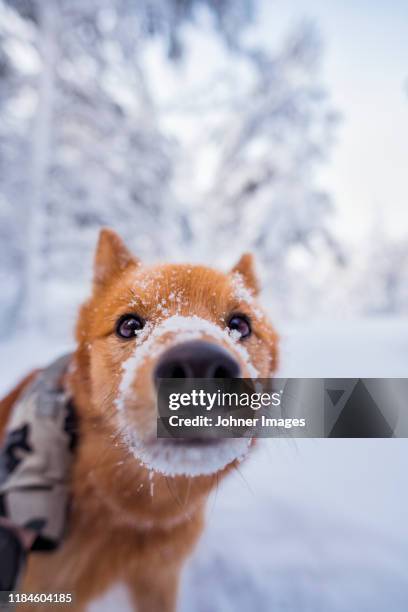 dog looking at camera - sweden snow stock pictures, royalty-free photos & images