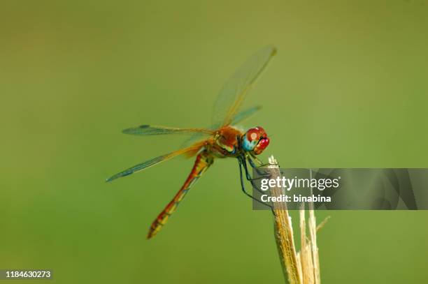 schöne rote libelle auf einem stamm - dragon fly stock-fotos und bilder