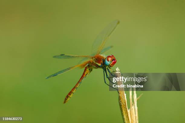 beautiful red dragonfly on a stem - libélula mosca imagens e fotografias de stock