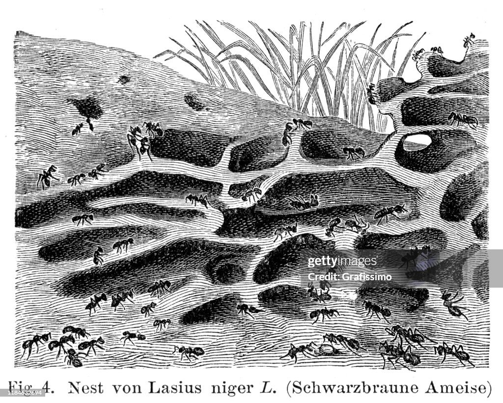 Common Black ant in anthill illustration 1896