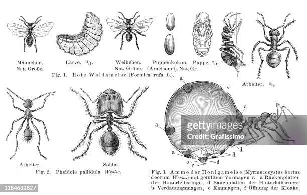 red wood ant with larva illustration 1896 - honeypot ant stock illustrations
