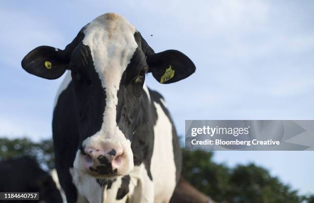 a cow stands in a field - close up of cows face stock pictures, royalty-free photos & images