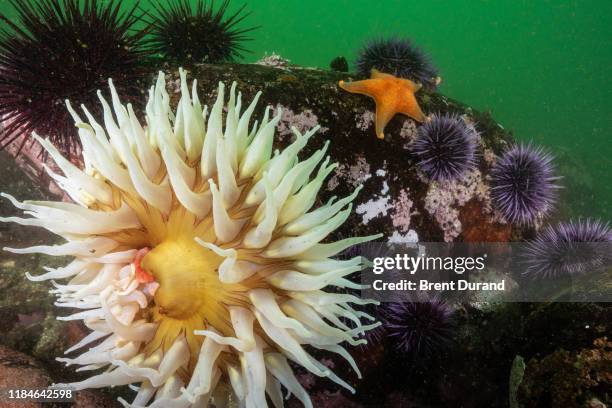 fish-eating anemone in cold green water - batstar stock pictures, royalty-free photos & images