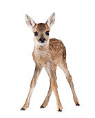 Portrait of Roe Deer Fawn standing against white background