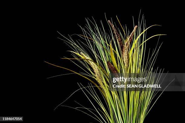 long green grass - grass family stock pictures, royalty-free photos & images