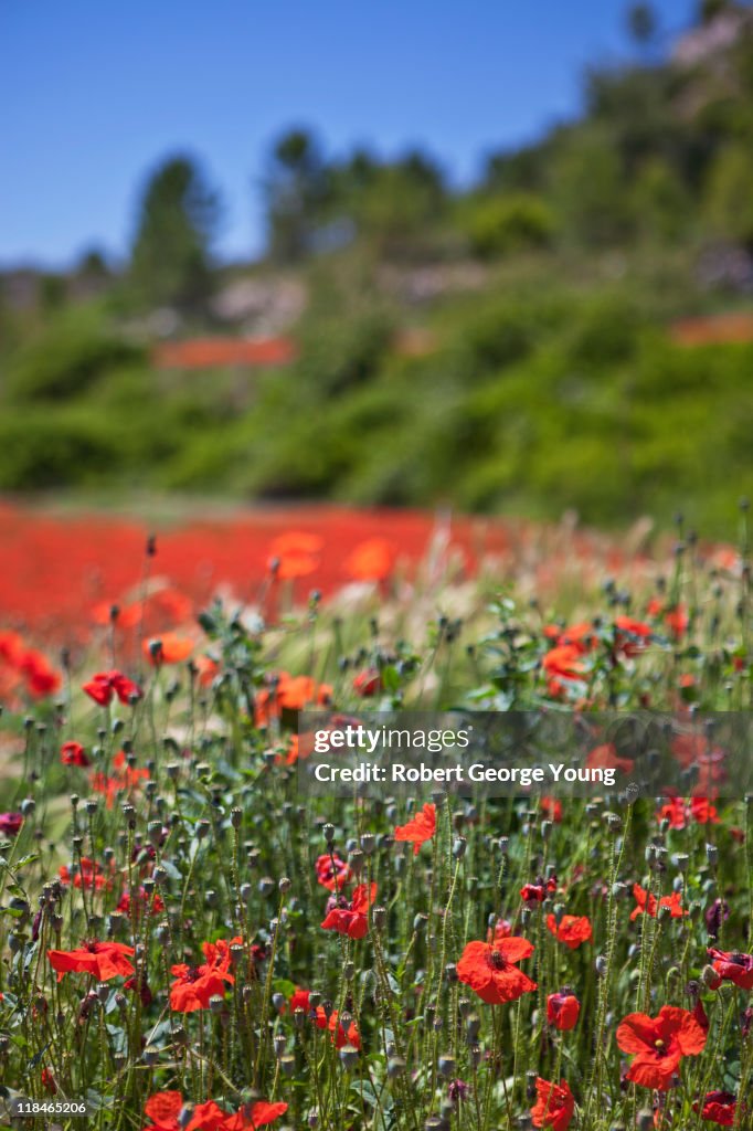 Fields of Poppies