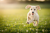 Puppy running at the park