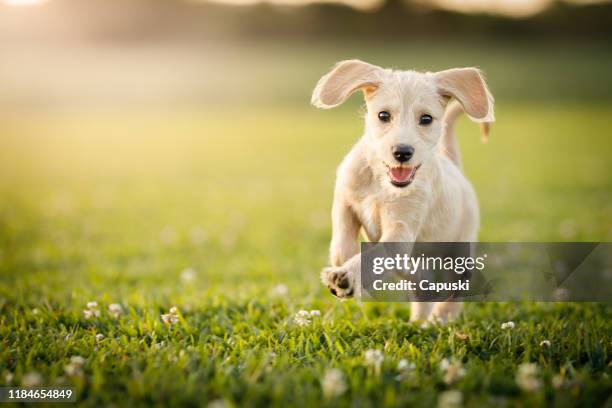 puppy running at the park - cute pets stock pictures, royalty-free photos & images