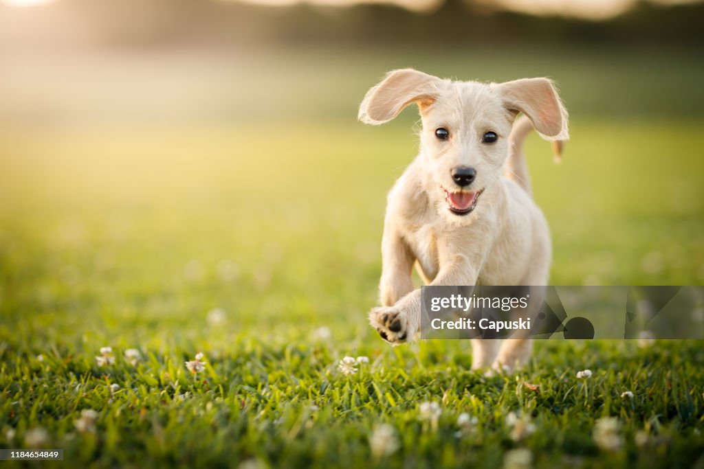 Filhote de cachorro que funciona no parque
