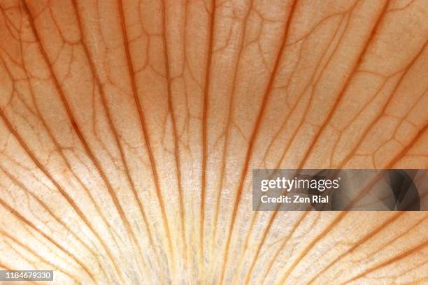 extreme close-up of a backlit skin of a sweet onion showing fanned out patterns - bladnerf stockfoto's en -beelden