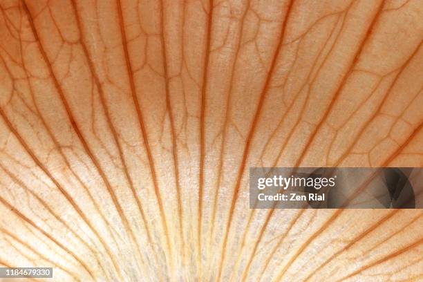 extreme close-up of a backlit skin of a sweet onion showing fanned out patterns - leaf vein stock pictures, royalty-free photos & images