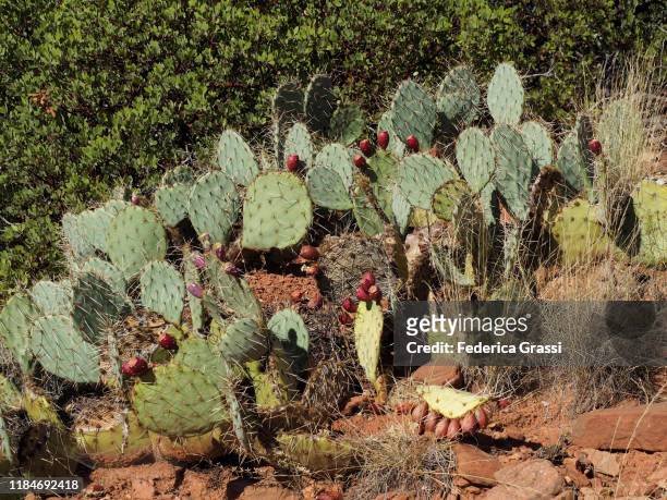 desert plants along soldier pass trail, sedona, arizona - sedona stock pictures, royalty-free photos & images