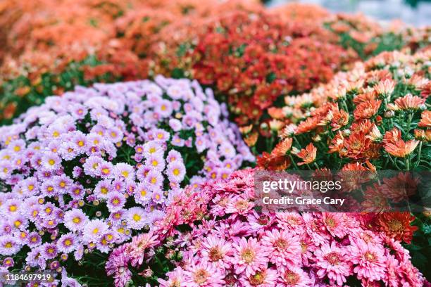 full frame view of assorted chrysanthemums - centro-per-il-giardinaggio foto e immagini stock
