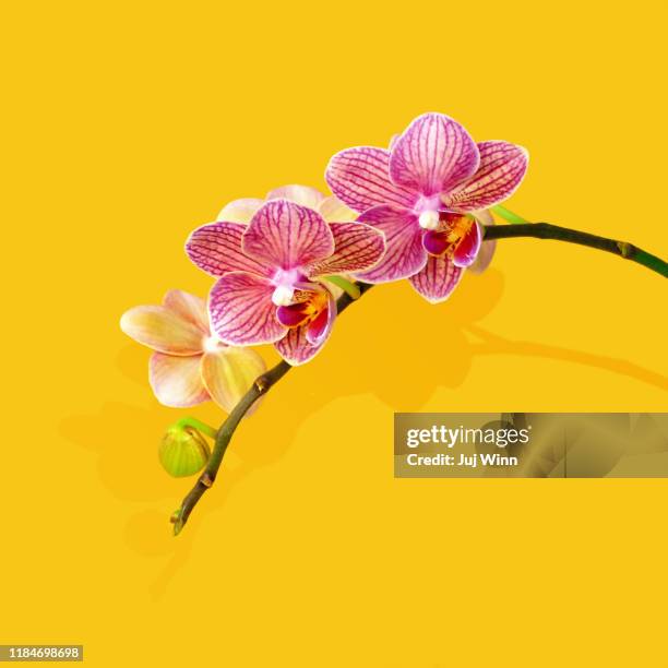 pink orchid on yellow - exoticism stock pictures, royalty-free photos & images