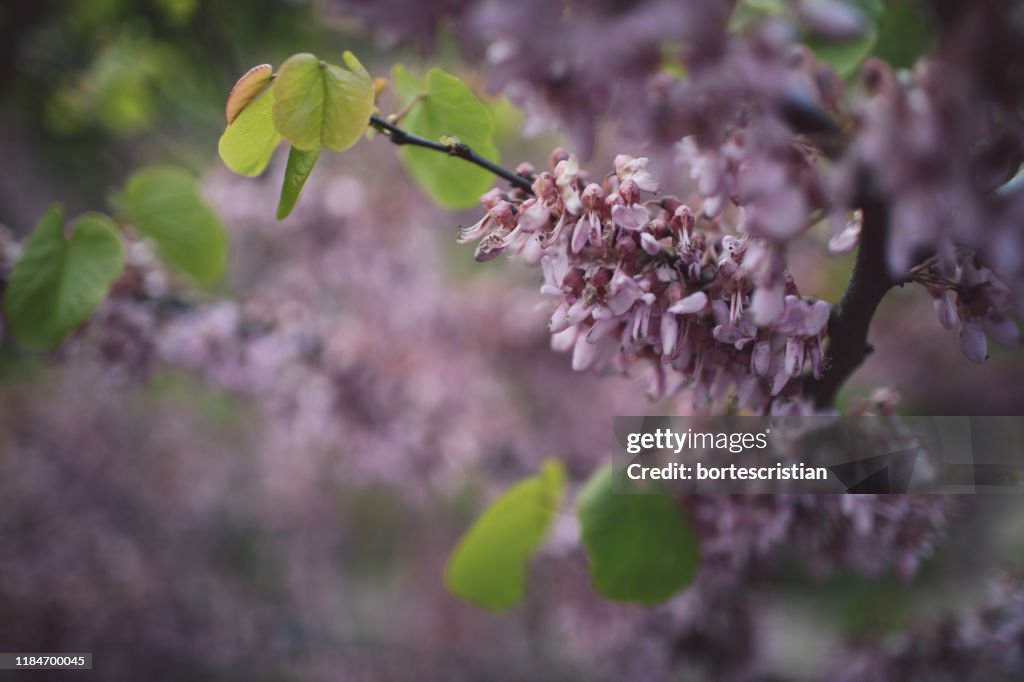 Close-Up Of Pink Cherry Blossoms